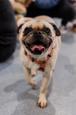 Despite everything shes been through Cera keeps on smiling When her owner moved to an apartment t
