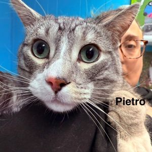 Pietro