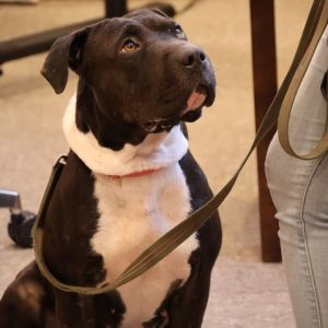 Imelda, Adult Female Shar-Pei