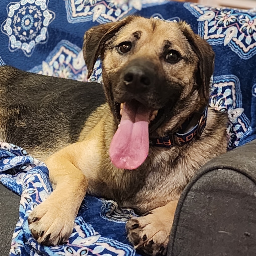 Allie Malone, an adoptable Shepherd, Mixed Breed in Glenfield, NY, 13343 | Photo Image 1