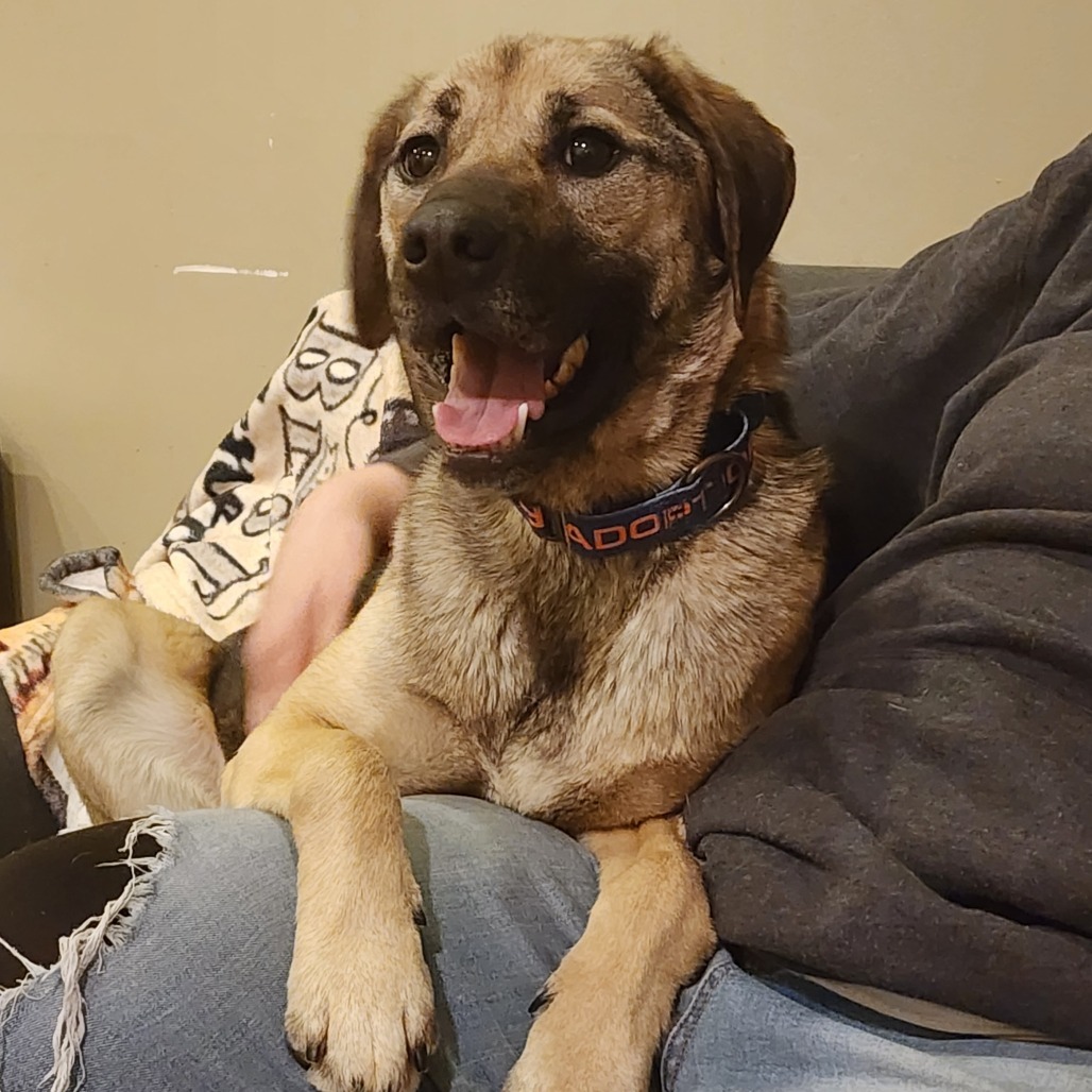 Allie Malone, an adoptable Shepherd, Mixed Breed in Glenfield, NY, 13343 | Photo Image 2