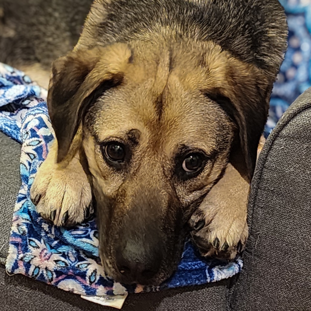 Allie Malone, an adoptable Shepherd, Mixed Breed in Glenfield, NY, 13343 | Photo Image 3