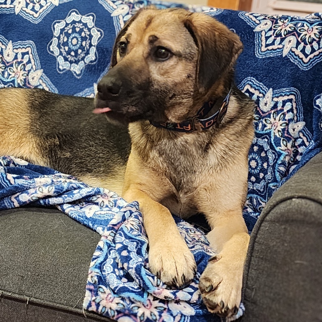 Allie Malone, an adoptable Shepherd, Mixed Breed in Glenfield, NY, 13343 | Photo Image 4