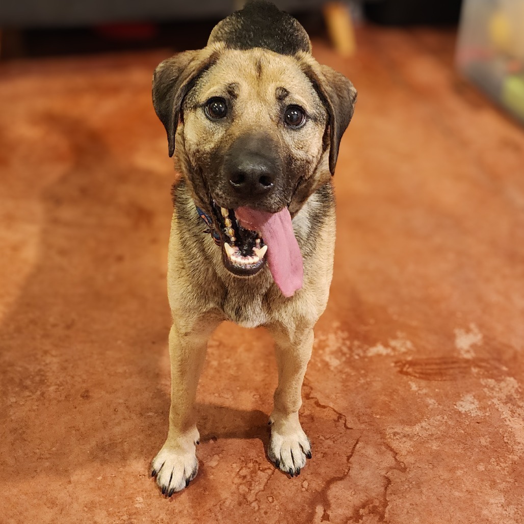 Allie Malone, an adoptable Shepherd, Mixed Breed in Glenfield, NY, 13343 | Photo Image 5