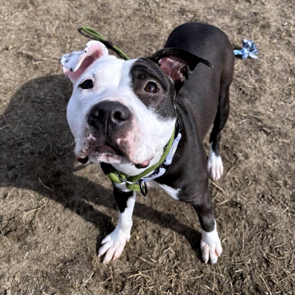 Leaf (In Foster)