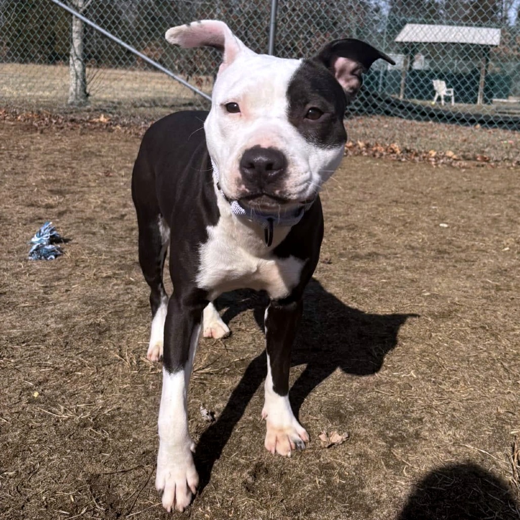 Leaf (In Foster)