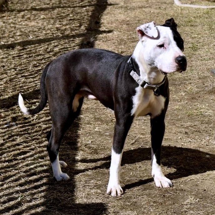 Leaf (In Foster)
