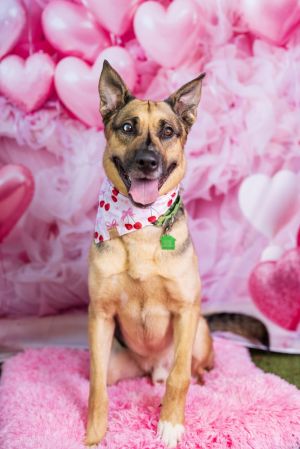 Kabru, Young Male German Shepherd Dog
