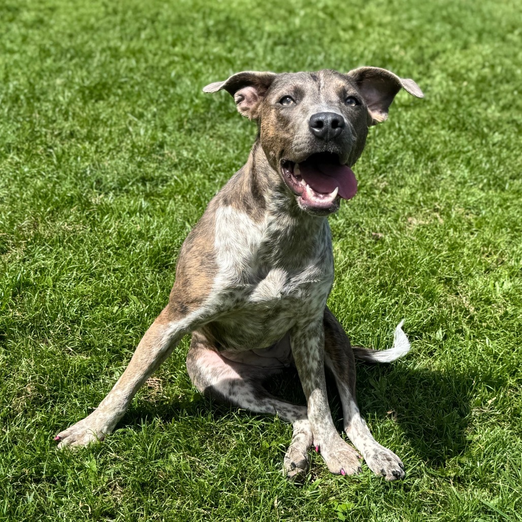 Ginny (AIR-Stray-11791), an adoptable Mixed Breed in Keaau, HI, 96749 | Photo Image 1
