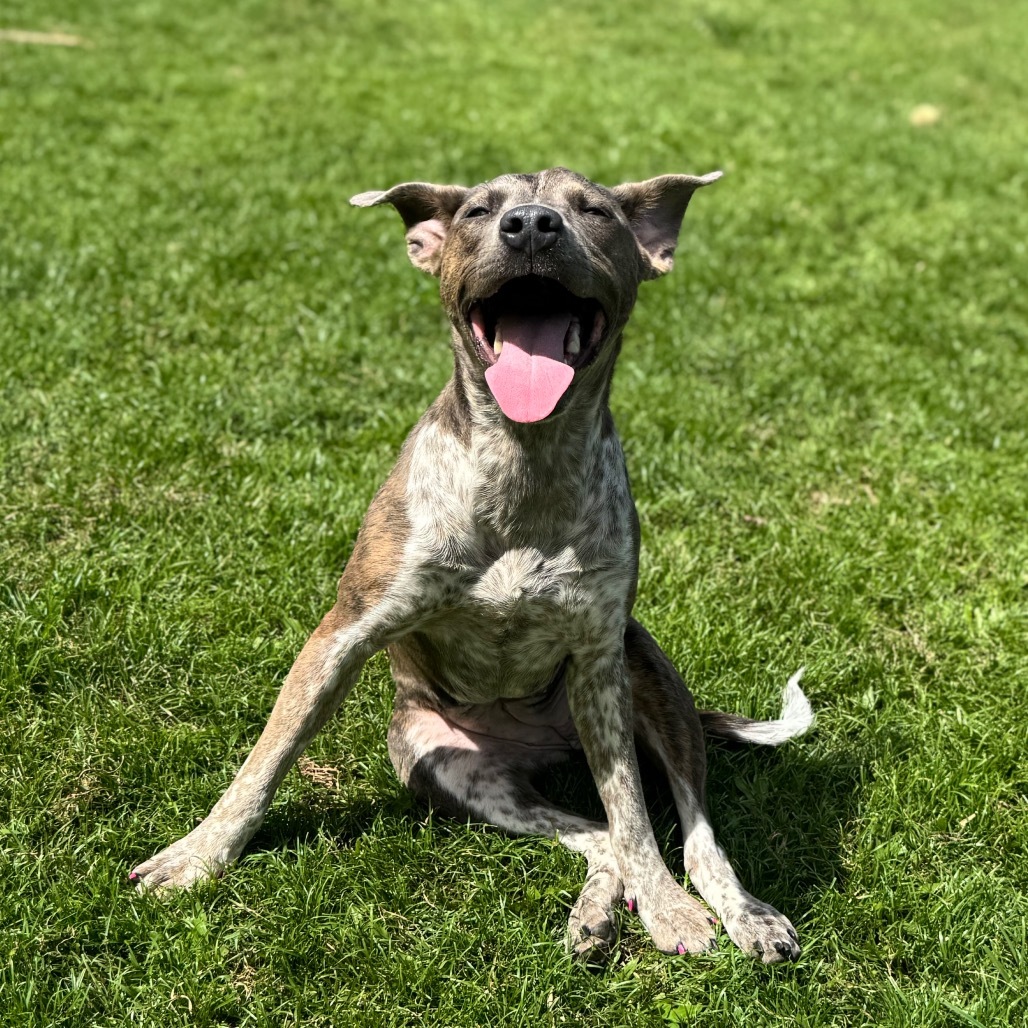 Ginny (AIR-Stray-11791), an adoptable Mixed Breed in Keaau, HI, 96749 | Photo Image 2