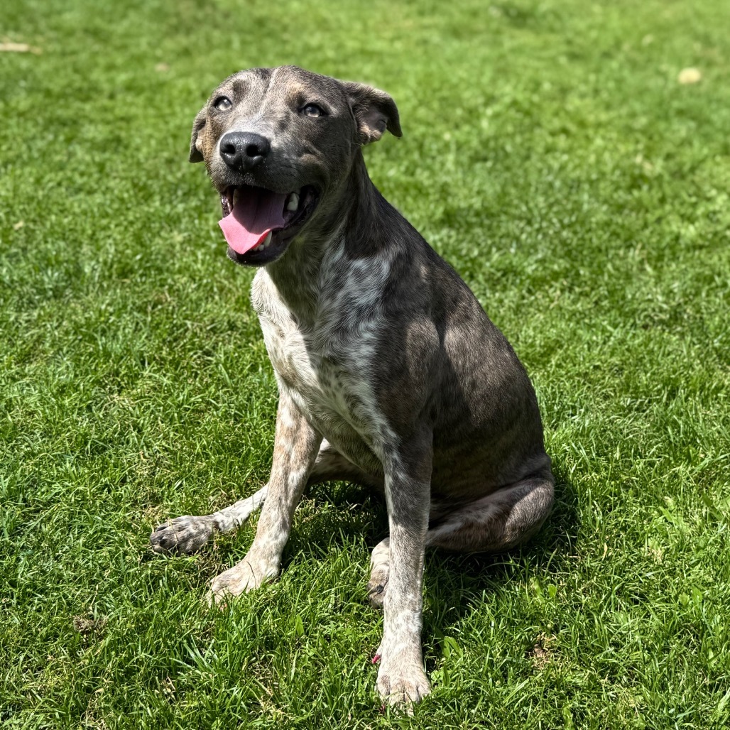 Ginny (AIR-Stray-11791), an adoptable Mixed Breed in Keaau, HI, 96749 | Photo Image 3