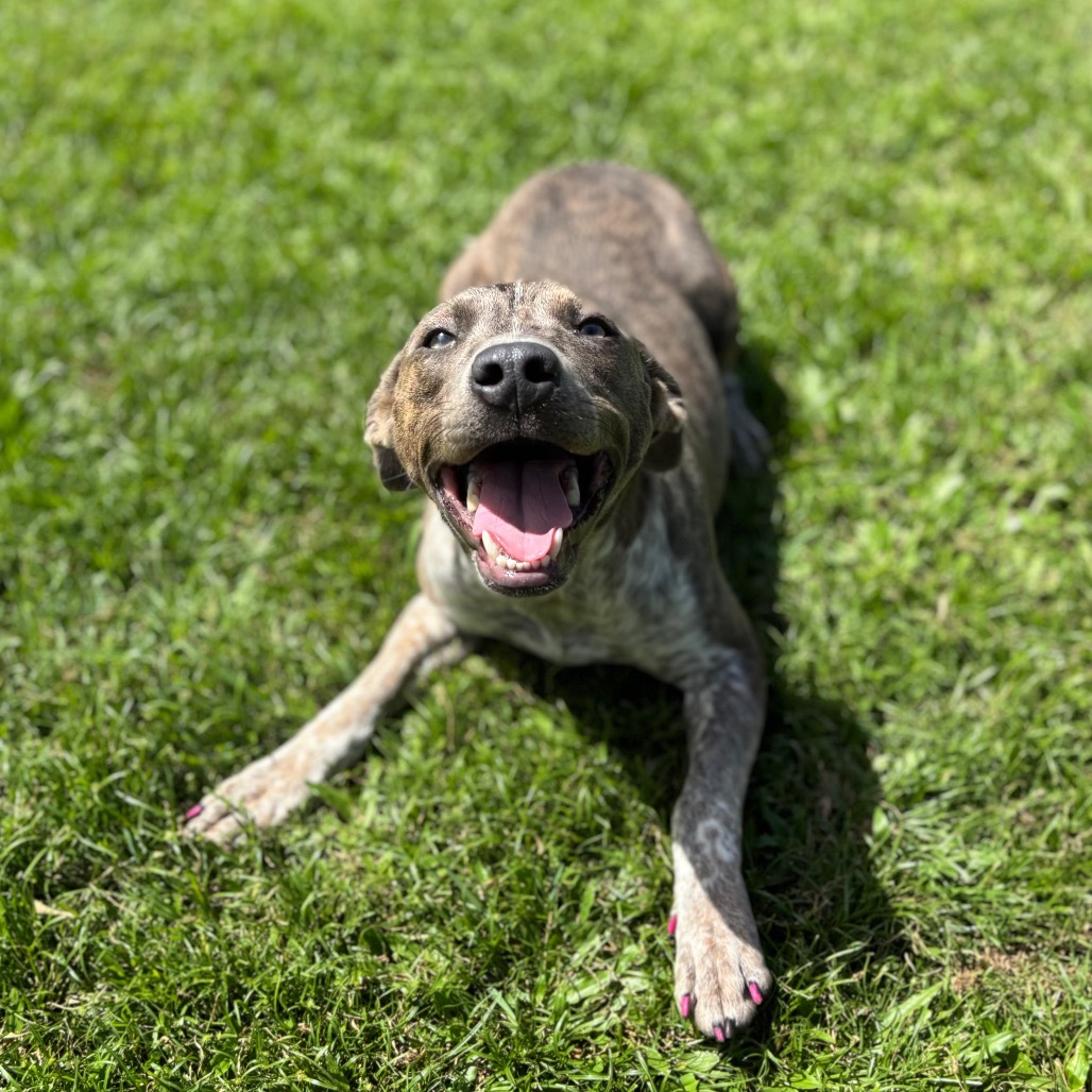 Ginny (AIR-Stray-11791), an adoptable Mixed Breed in Keaau, HI, 96749 | Photo Image 4