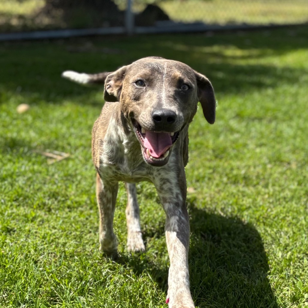 Ginny (AIR-Stray-11791), an adoptable Mixed Breed in Keaau, HI, 96749 | Photo Image 5