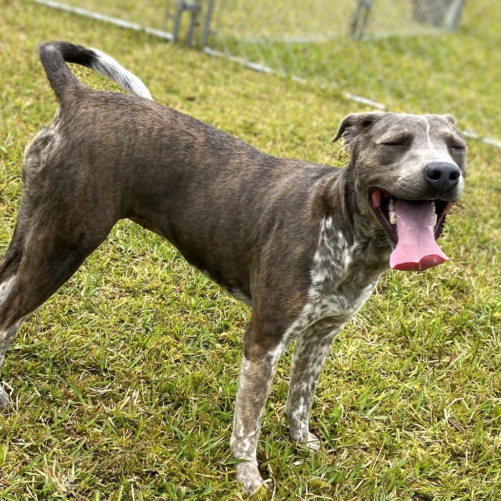Ginny (AIR-Stray-11791), an adoptable Mixed Breed in Keaau, HI, 96749 | Photo Image 6