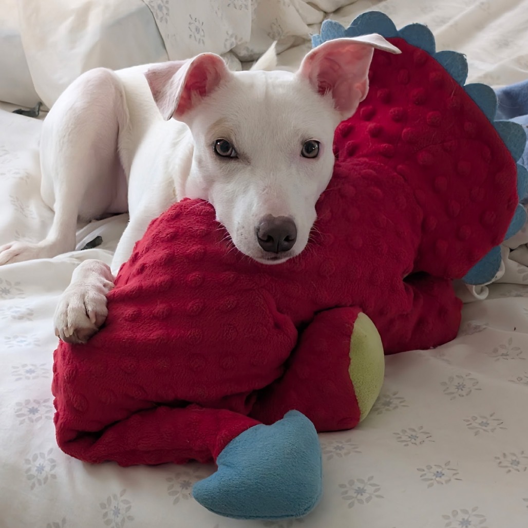 Zenya (COH-A-63112), an adoptable Mixed Breed in Keaau, HI, 96749 | Photo Image 1