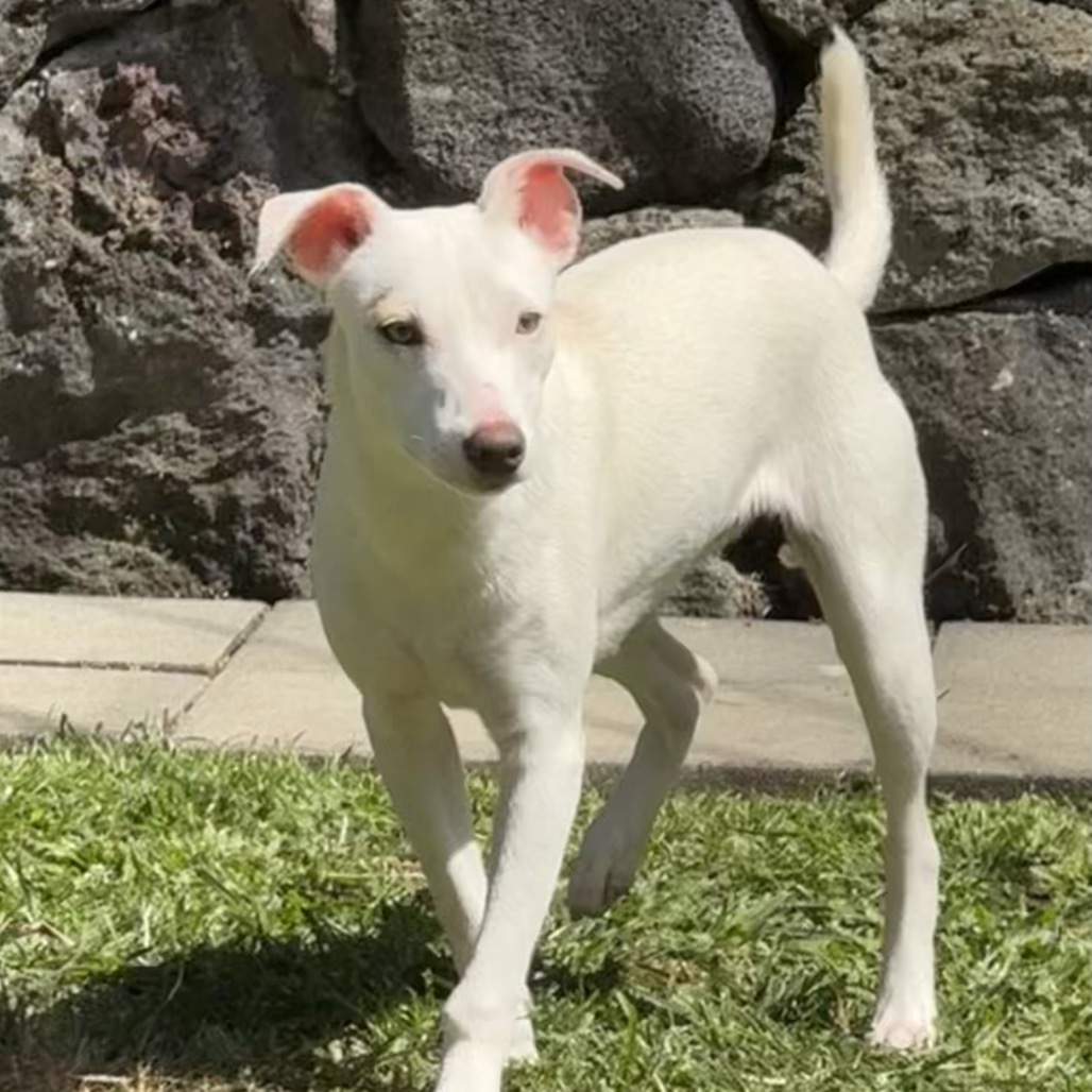 Zenya (COH-A-63112), an adoptable Mixed Breed in Keaau, HI, 96749 | Photo Image 2