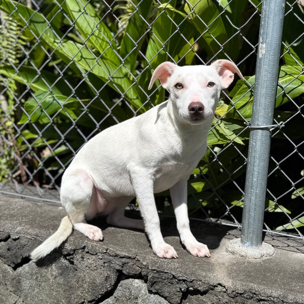 Zenya (COH-A-63112), an adoptable Mixed Breed in Keaau, HI, 96749 | Photo Image 3