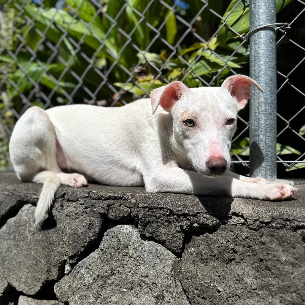 Zenya (COH-A-63112), an adoptable Mixed Breed in Keaau, HI, 96749 | Photo Image 4