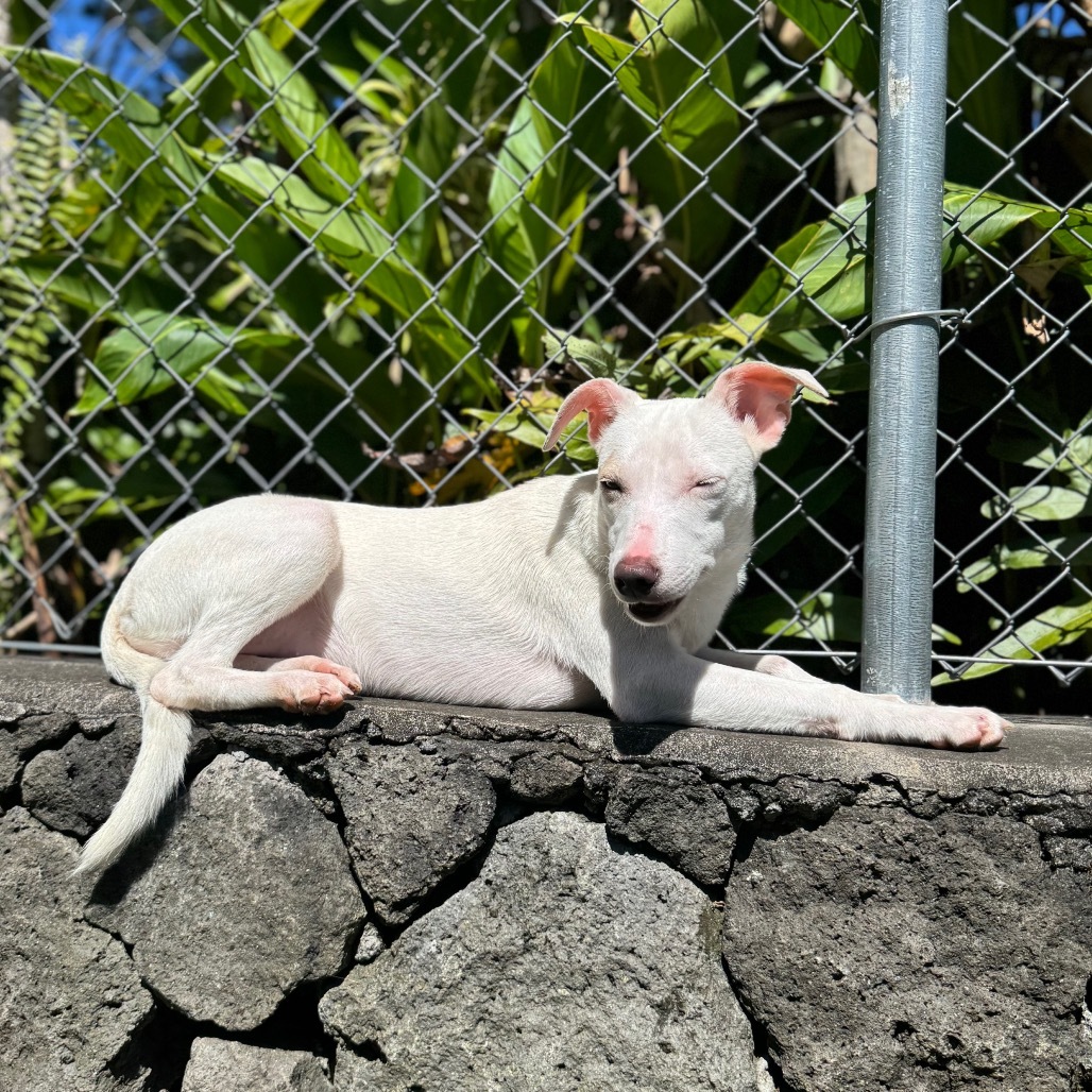 Zenya (COH-A-63112), an adoptable Mixed Breed in Keaau, HI, 96749 | Photo Image 5