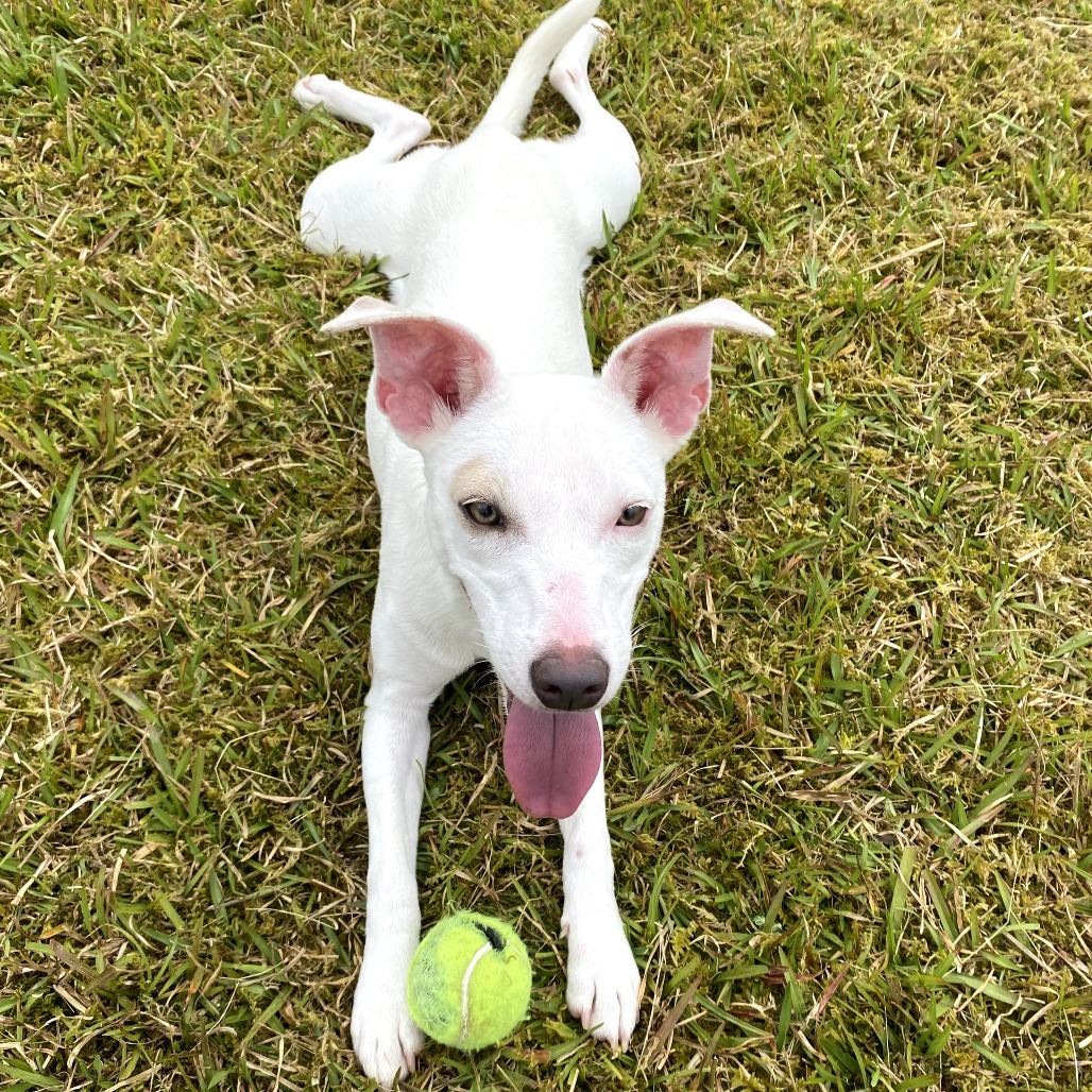 Zenya (COH-A-63112), an adoptable Mixed Breed in Keaau, HI, 96749 | Photo Image 6