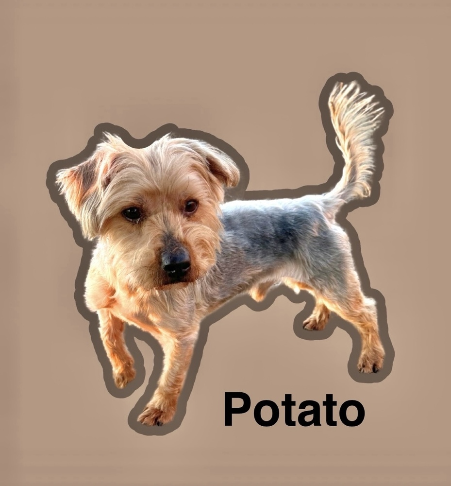 Potato