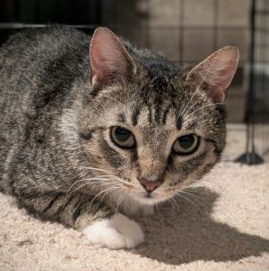 Carl is a tall handsome boy with a striking spotted tabby coat He has white stockings and a soft w