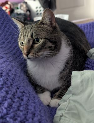 Carl is a lovable goofy awkward boy He is a kitten at heart chirping to himself while he chases 