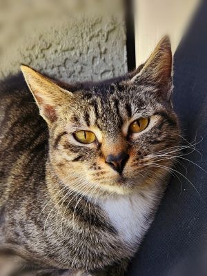 Cheyenne