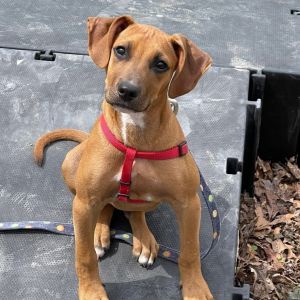 Alexios, Young Male Mixed Breed