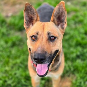 This dog is with Corridor Rescue in Houston Texas Fun-loving and wiggly young Nutmeg arrived int