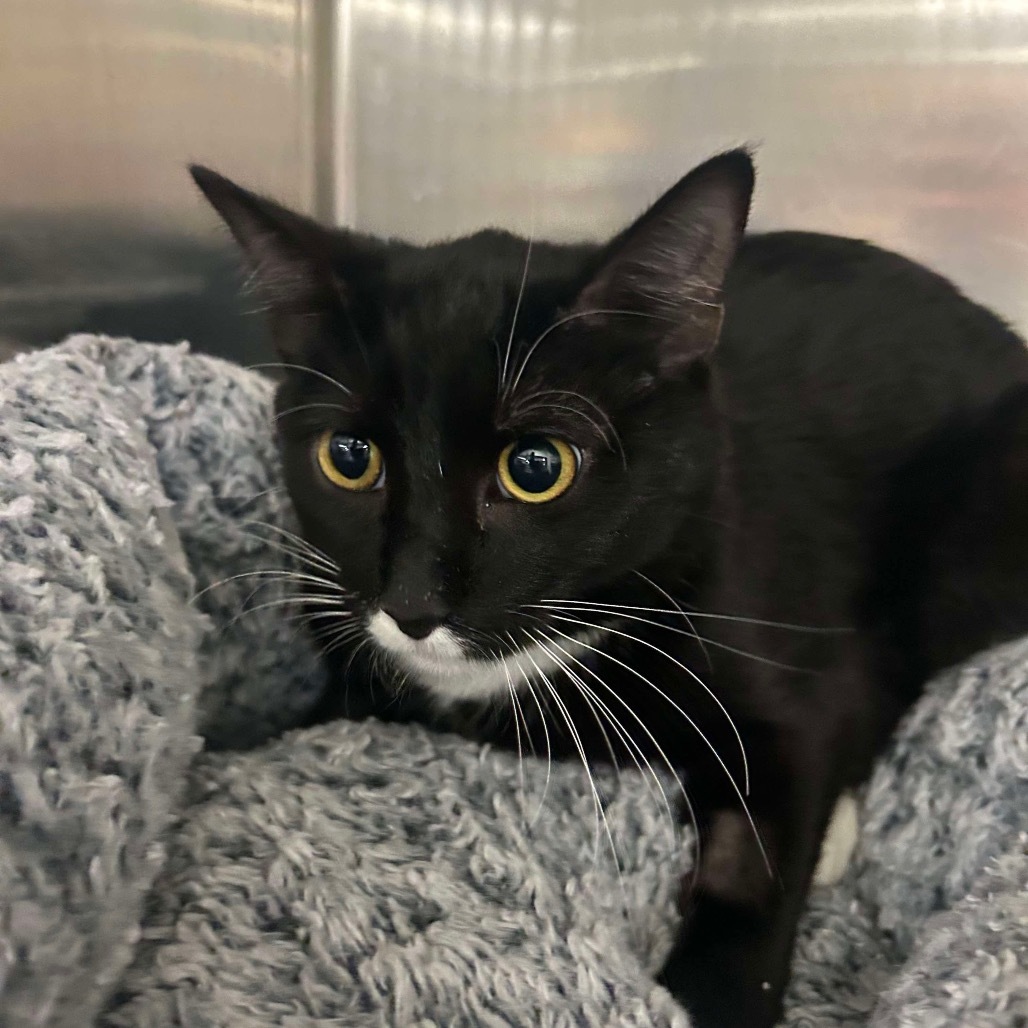 Boo Boo Cat OS NV, an adoptable Domestic Short Hair in Las Vegas, NV, 89145 | Photo Image 1