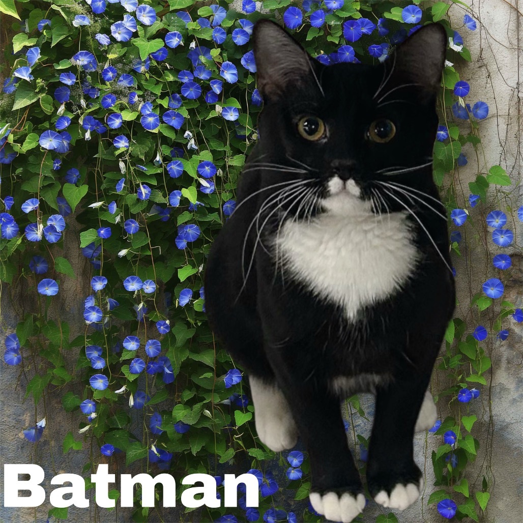 Cat Man Cat OS NV, an adoptable Domestic Short Hair in Las Vegas, NV, 89145 | Photo Image 1