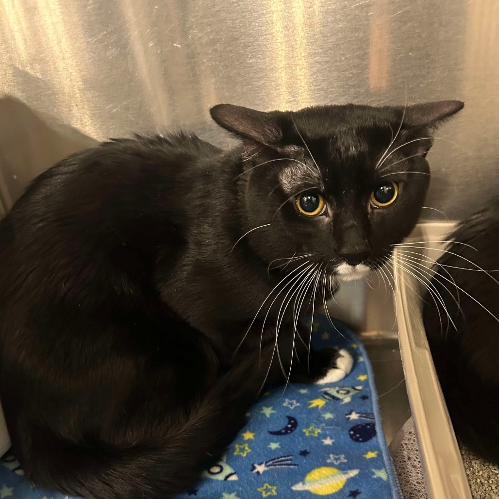 Cat Man Cat OS NV, an adoptable Domestic Short Hair in Las Vegas, NV, 89145 | Photo Image 2