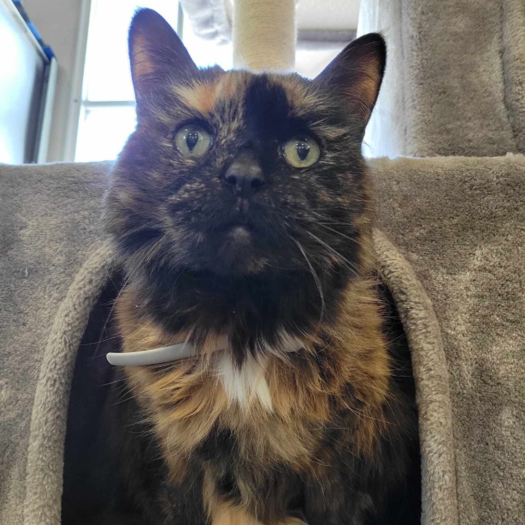 Kit Kat (Sponsored!), an adoptable Domestic Long Hair in Park Falls, WI, 54552 | Photo Image 1