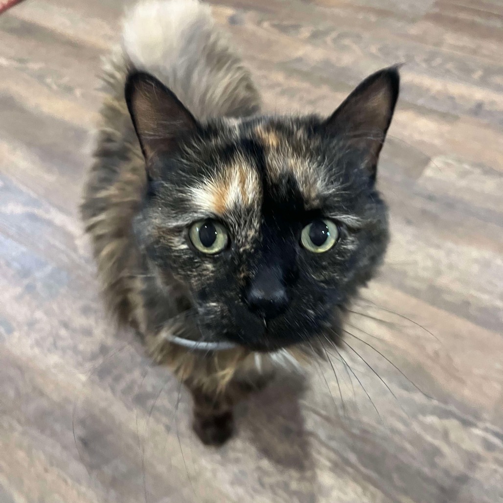 Kit Kat (Sponsored!)