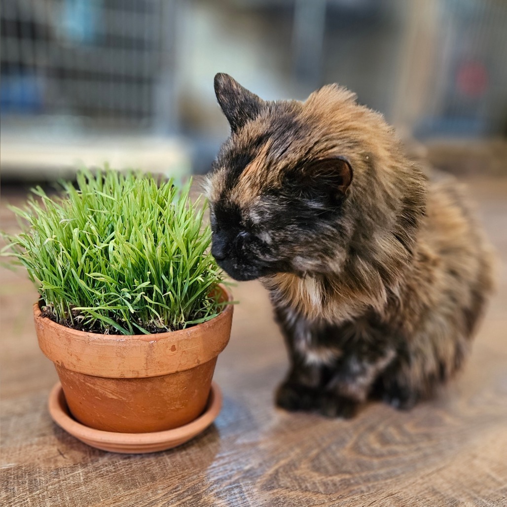 Kit Kat (Sponsored!), an adoptable Domestic Long Hair in Park Falls, WI, 54552 | Photo Image 1
