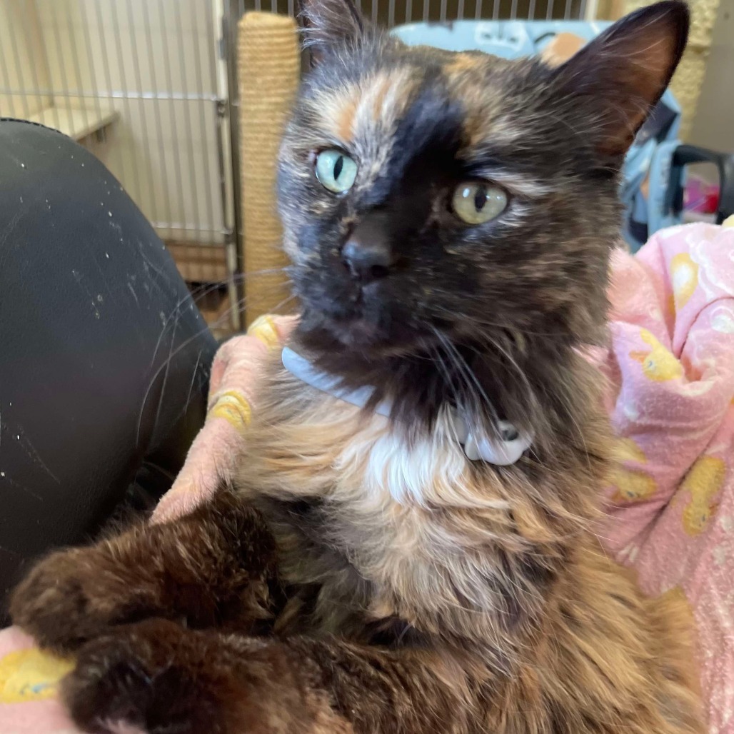Kit Kat (Sponsored!), an adoptable Domestic Long Hair in Park Falls, WI, 54552 | Photo Image 2
