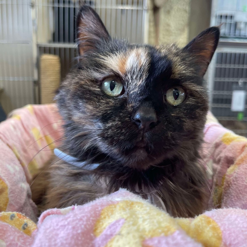 Kit Kat (Sponsored!), an adoptable Domestic Long Hair in Park Falls, WI, 54552 | Photo Image 4