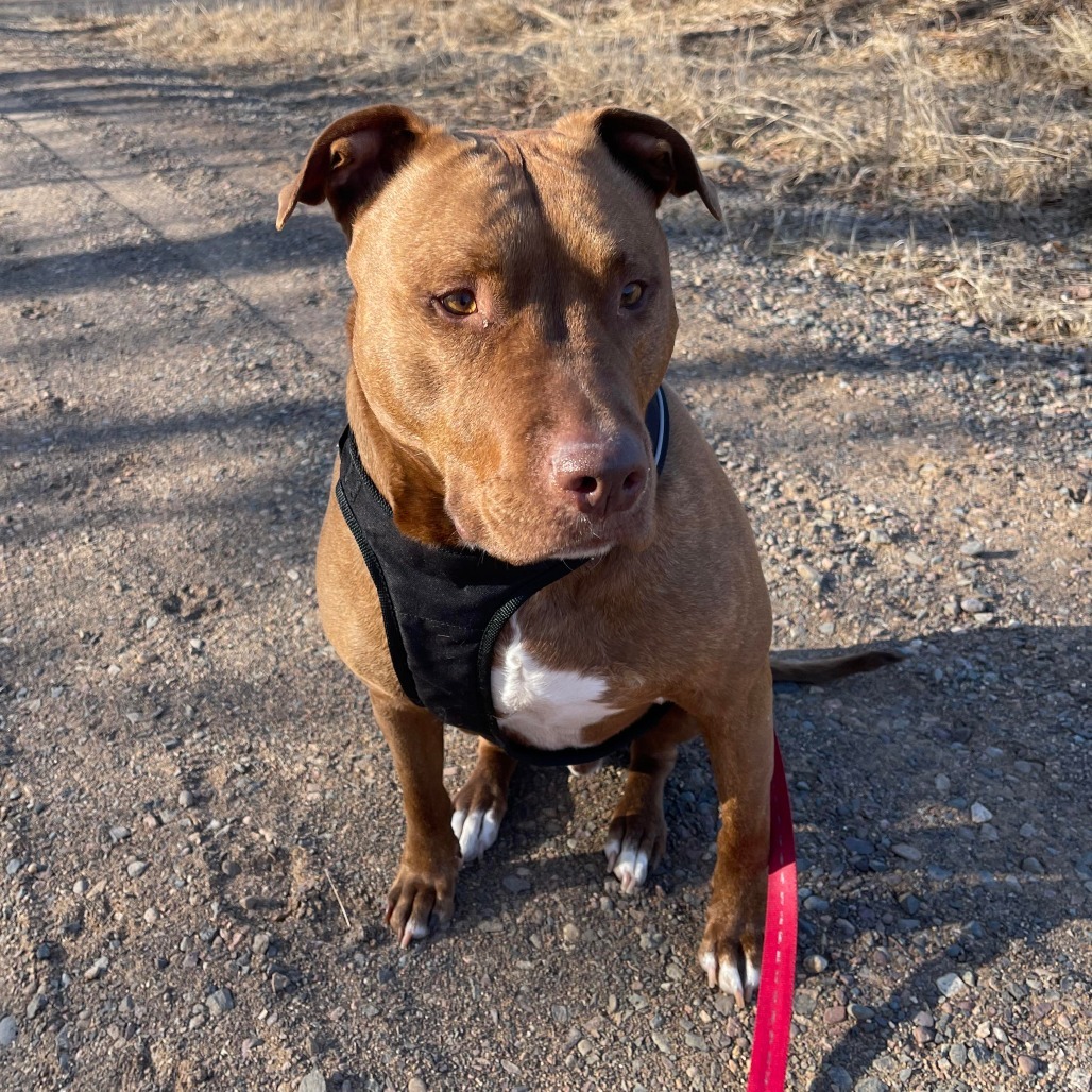 Chopper, an adoptable Pit Bull Terrier in Park Falls, WI, 54552 | Photo Image 1