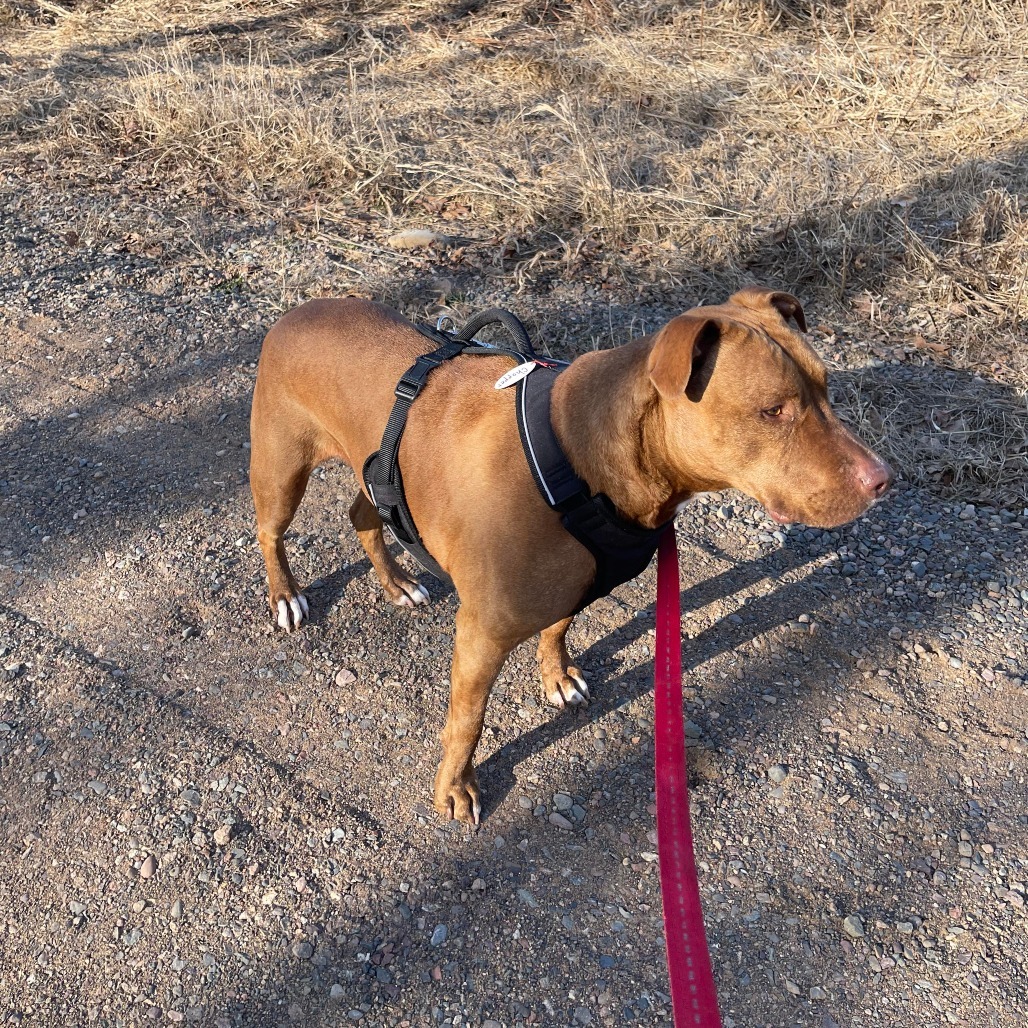 Chopper, an adoptable Pit Bull Terrier in Park Falls, WI, 54552 | Photo Image 4