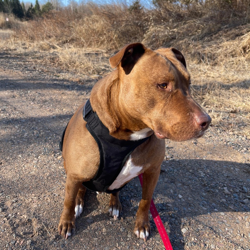 Chopper, an adoptable Pit Bull Terrier in Park Falls, WI, 54552 | Photo Image 5