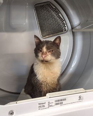 Earl Grey, Adult Male Domestic Short Hair