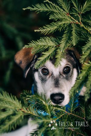 You can fill out an adoption application online on our official website MARVIN was recently transpo