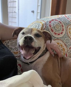 Mr. Bojangles, Adult Male Boxer