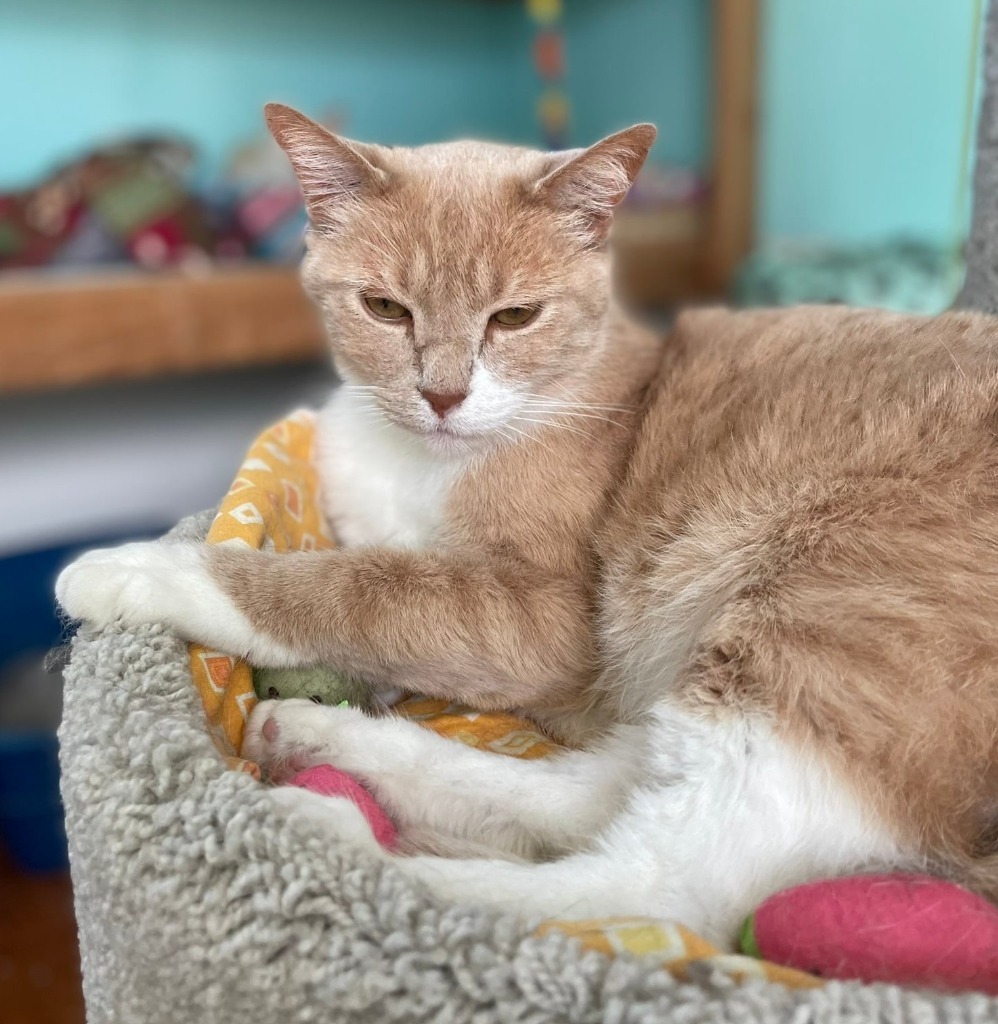 Frankie, an adoptable Domestic Short Hair in Ogden, UT, 84409 | Photo Image 1