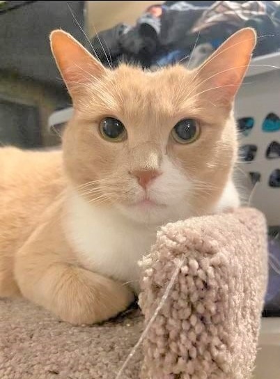 Frankie, an adoptable Domestic Short Hair in Ogden, UT, 84409 | Photo Image 2