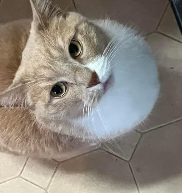 Frankie, an adoptable Domestic Short Hair in Ogden, UT, 84409 | Photo Image 3