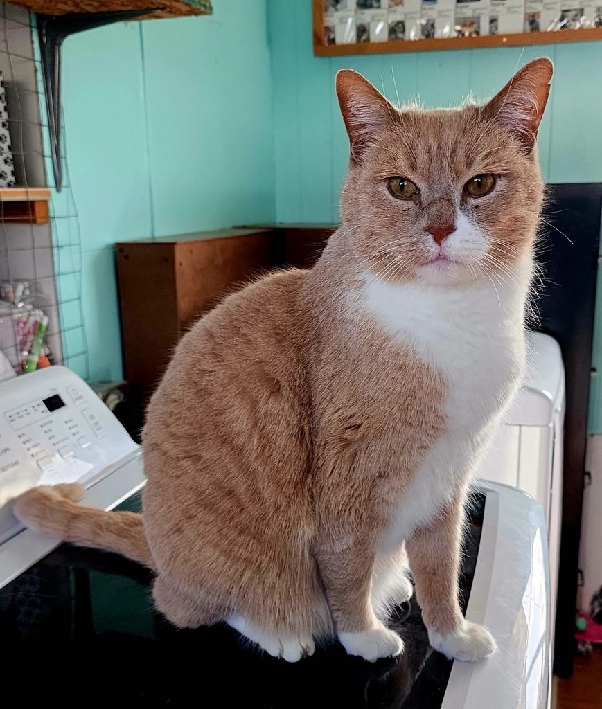 Frankie, an adoptable Domestic Short Hair in Ogden, UT, 84409 | Photo Image 4