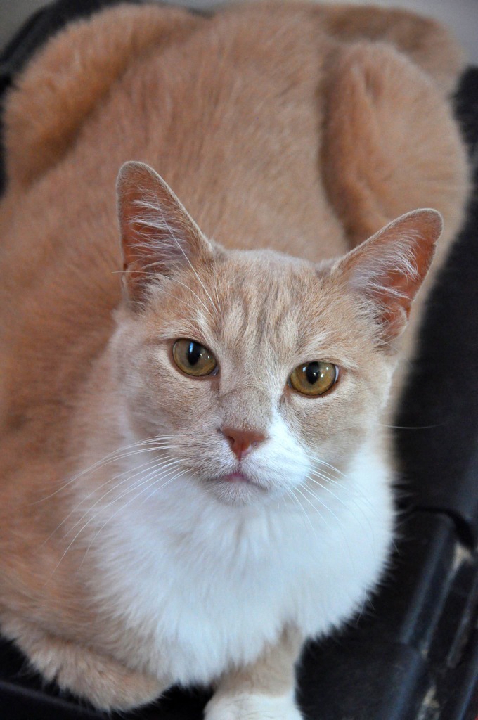 Frankie, an adoptable Domestic Short Hair in Ogden, UT, 84409 | Photo Image 5