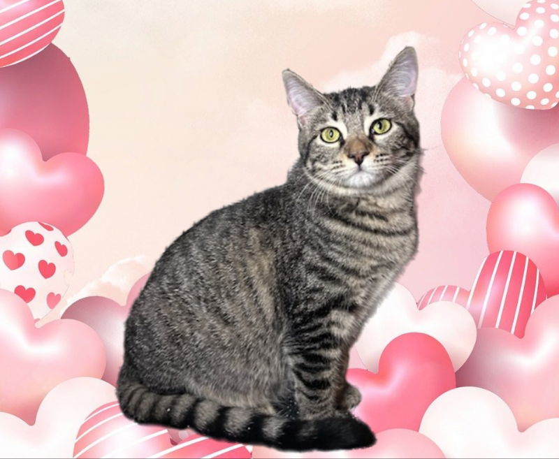 Joy, an adoptable Domestic Short Hair, Tabby in Pineville, LA, 71361 | Photo Image 1
